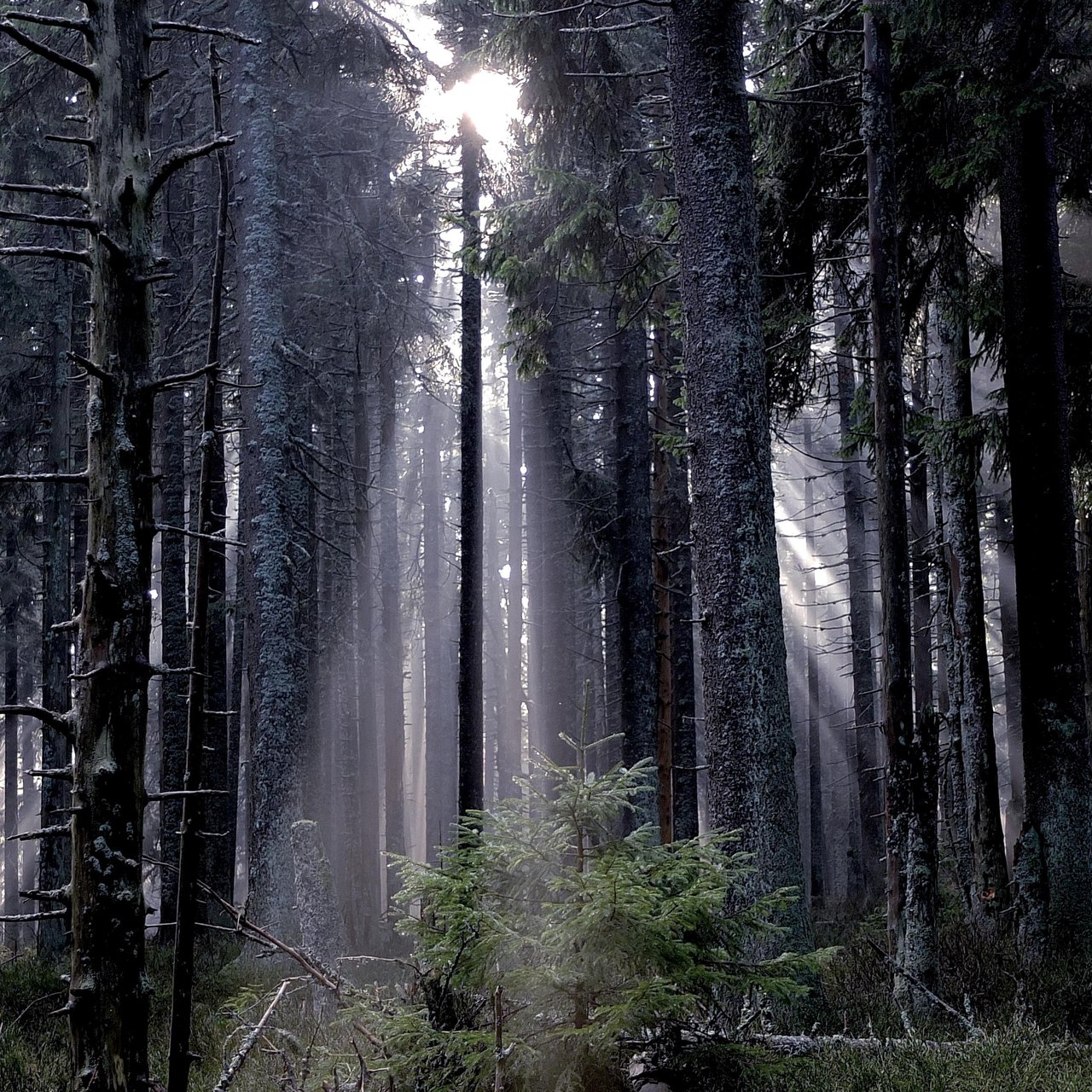 Sonnenstrahlen zwischen den Bäumen im Wald