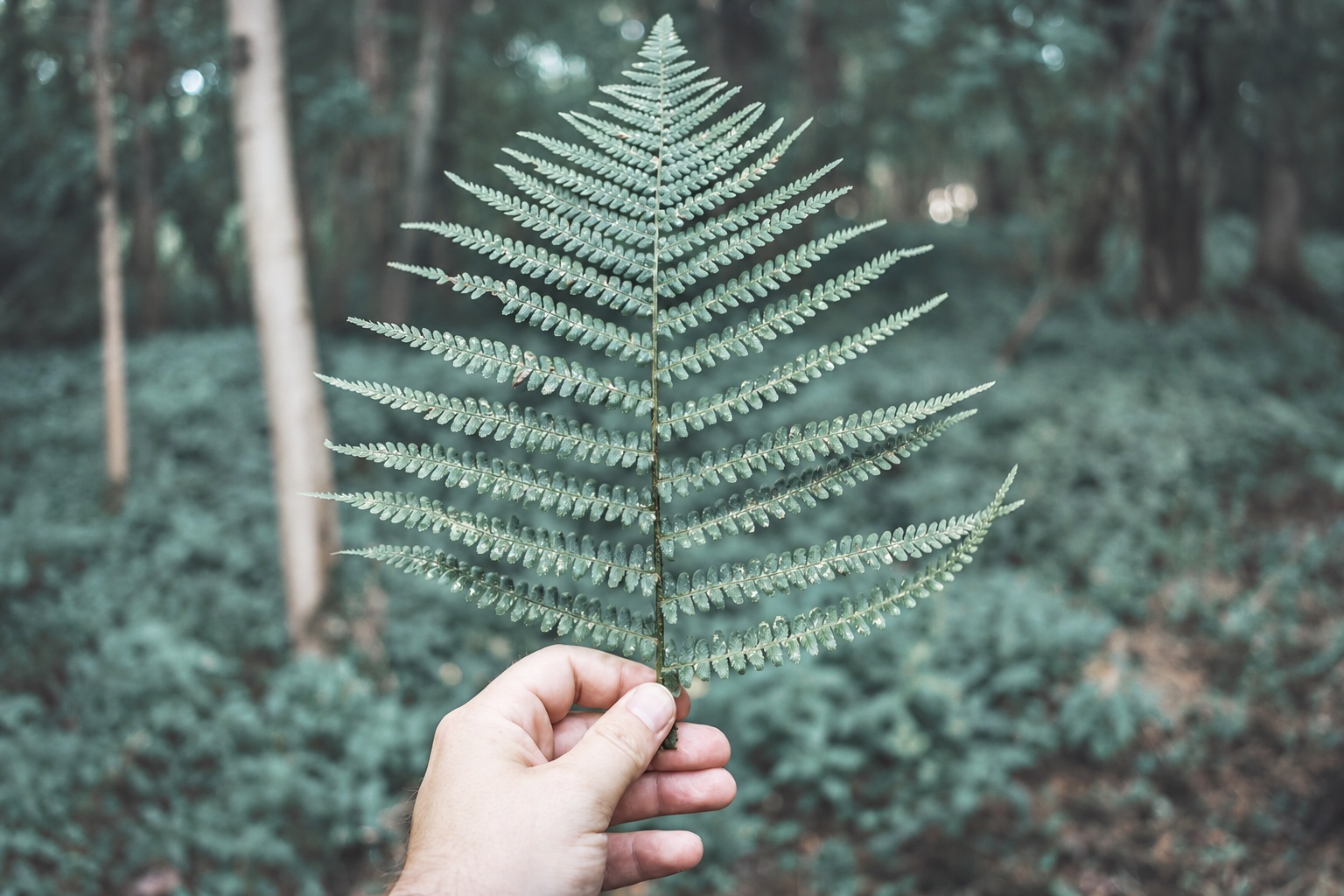 Ein Farnblatt im grünen Wald